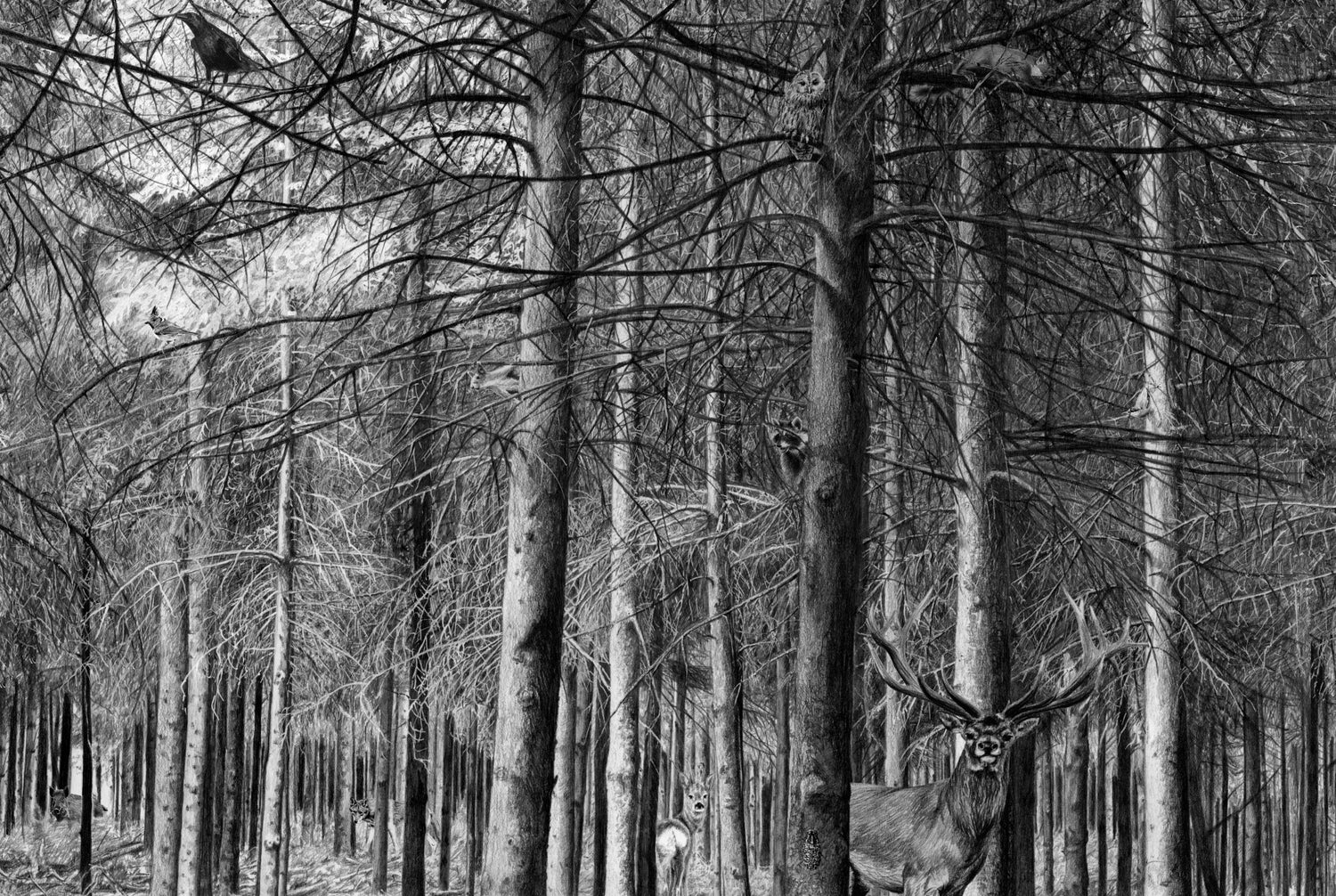 Het wonderbos - Medy Oberendorff
