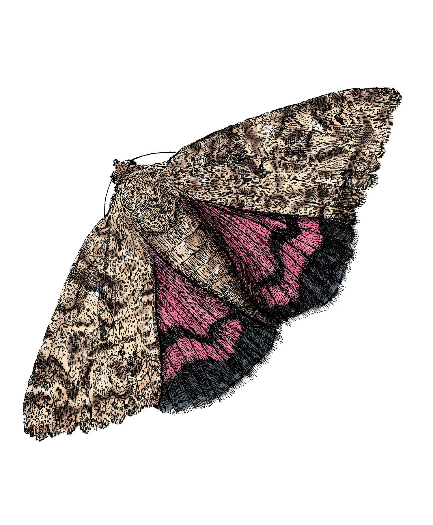 Vlinder - Margot Holtman